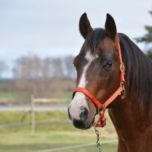 Licou Country Legend